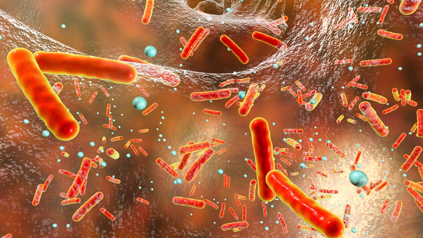 Bifidobakterien: Wie sie unsere Gesundheit und Verdauung verbessern - myBioma