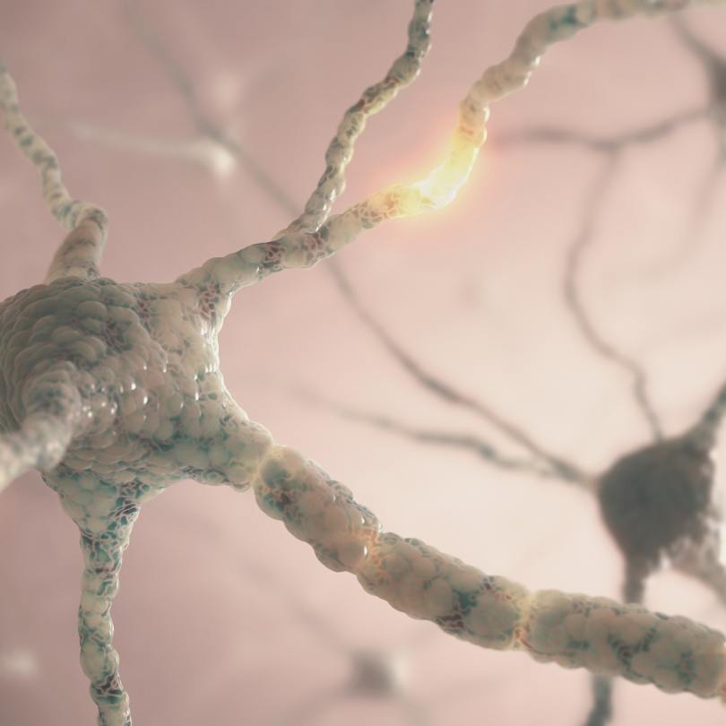 neurones