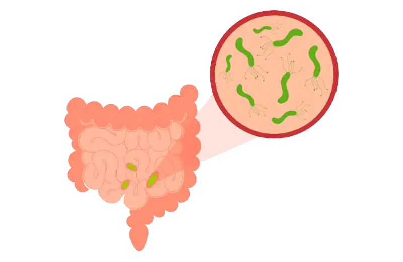 illustration of a gut with bacteria