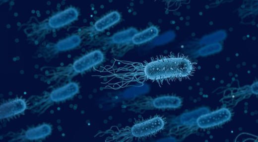 Das Mikrobiom: 10 Mythen aufgedeckt - myBioma