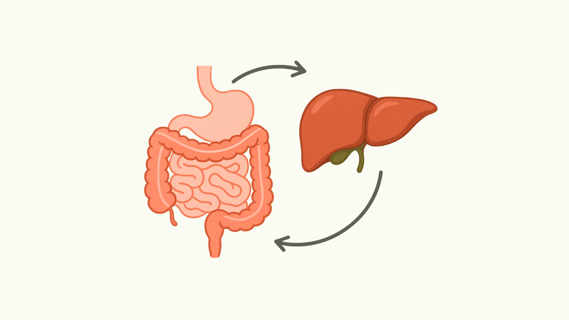 Mikrobiom und Lebergesundheit: 10 Fakten zur Darm-Leber-Achse - myBioma