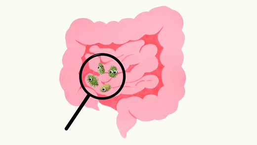 SIBO – Ursachen und Symptome einer Dünndarmfehlbesiedelung - myBioma